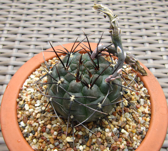 Gymnocalycium striglianumi